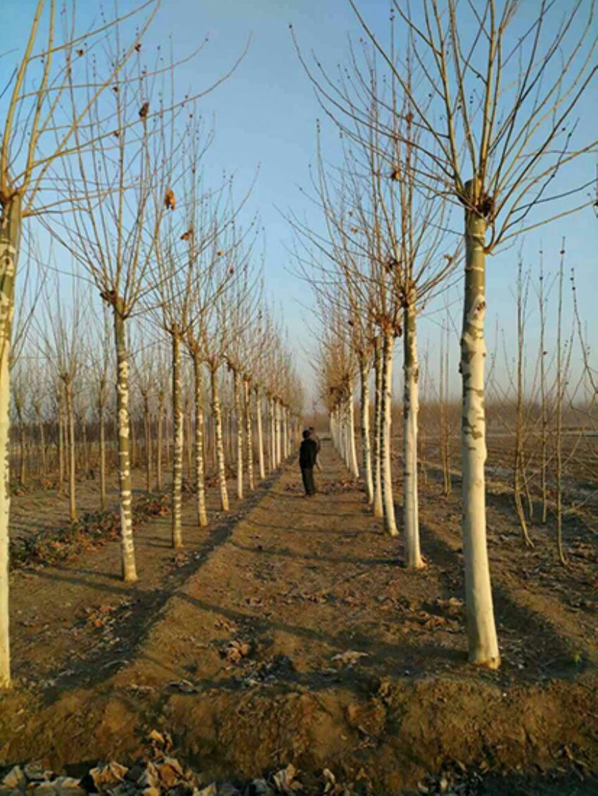 點擊查看詳細信息<br>標題：法桐 閱讀次數：3177